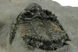 Top Quality Lichid Trilobite (Akantharges) - Tinejdad, Morocco #350478-6
